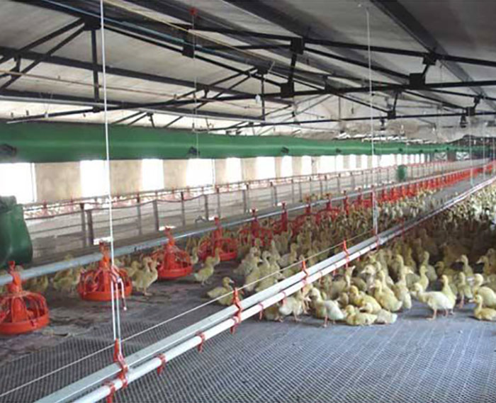 養(yǎng)鴨溫室大棚