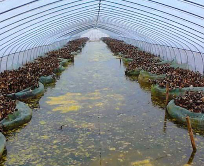 水產(chǎn)養(yǎng)殖大棚