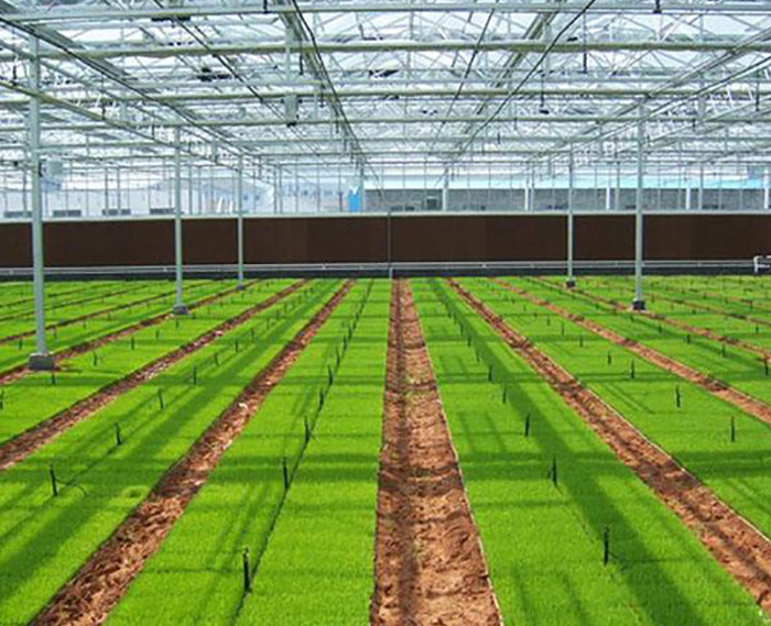 智能連棟溫室大棚